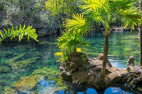 Chlorella, een groene zoetwateralg