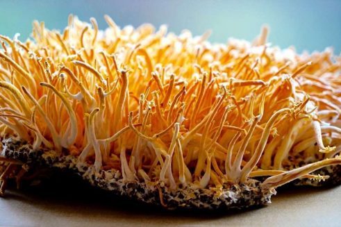 cordyceps