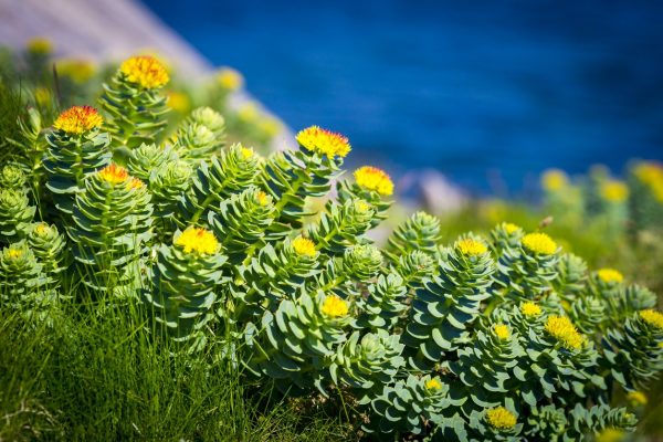 Rhodiola (Rozewortel)