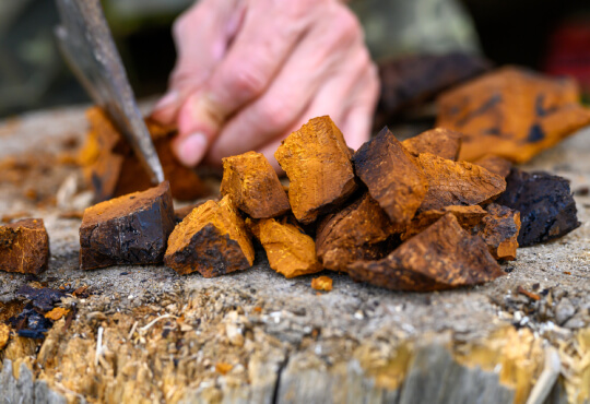 telefoon Soldaat Arbeid Chaga poeder online kopen? Chaga paddenstoelen bestellen?