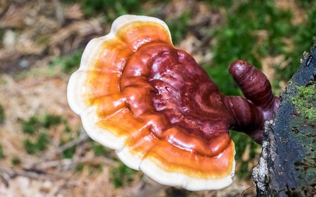 reishi