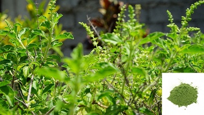 voordelen van Tulsi