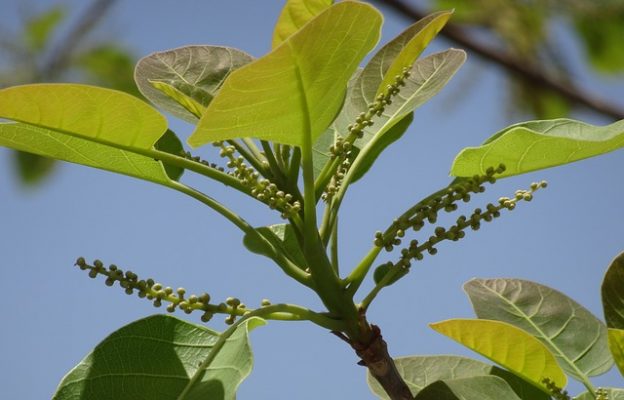 Triphala plant