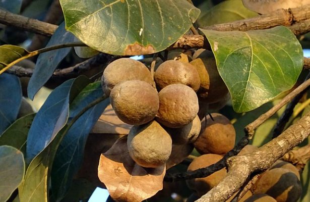 Triphala vrucht