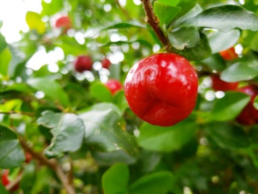 Acerola 