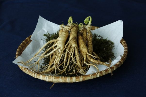 panax ginseng