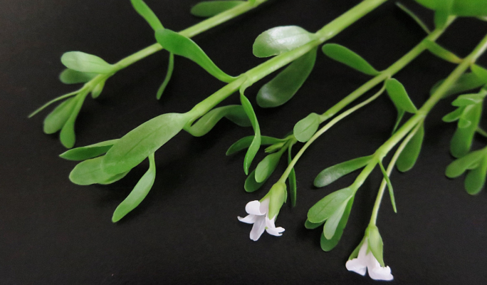 Brahmi - Bacopa Monnieri