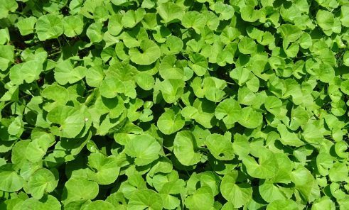 brahmi - bacopa monnieri