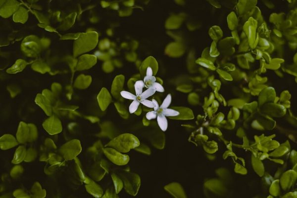 Bacopa monnieri in het wild