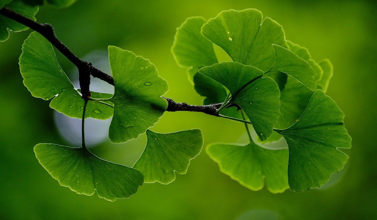 gingko biloba