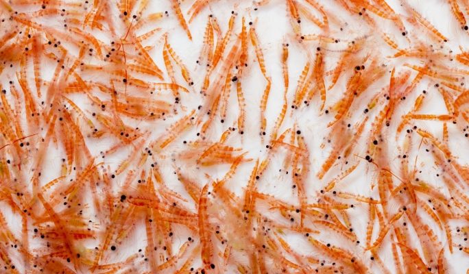 krill