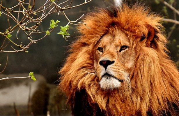 Pruikzwam - de kracht van een leeuw!