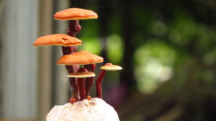 medicinale paddenstoelen