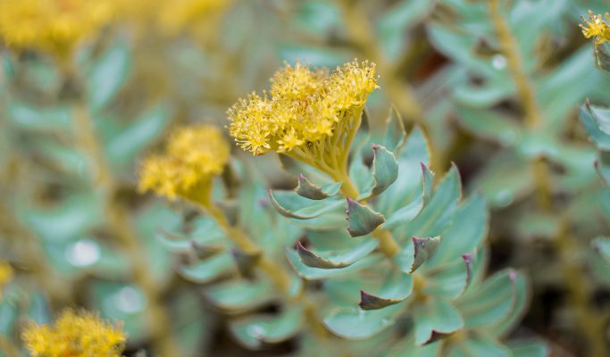 Rhodiola en angst