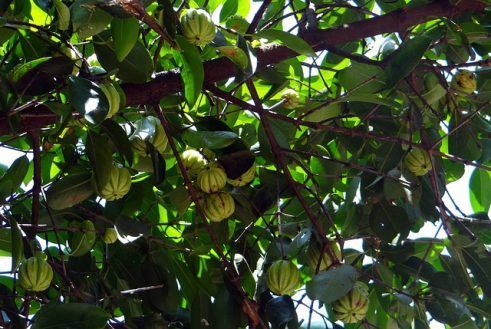 Garcinia bessen