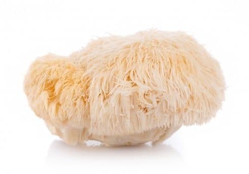 lion's mane