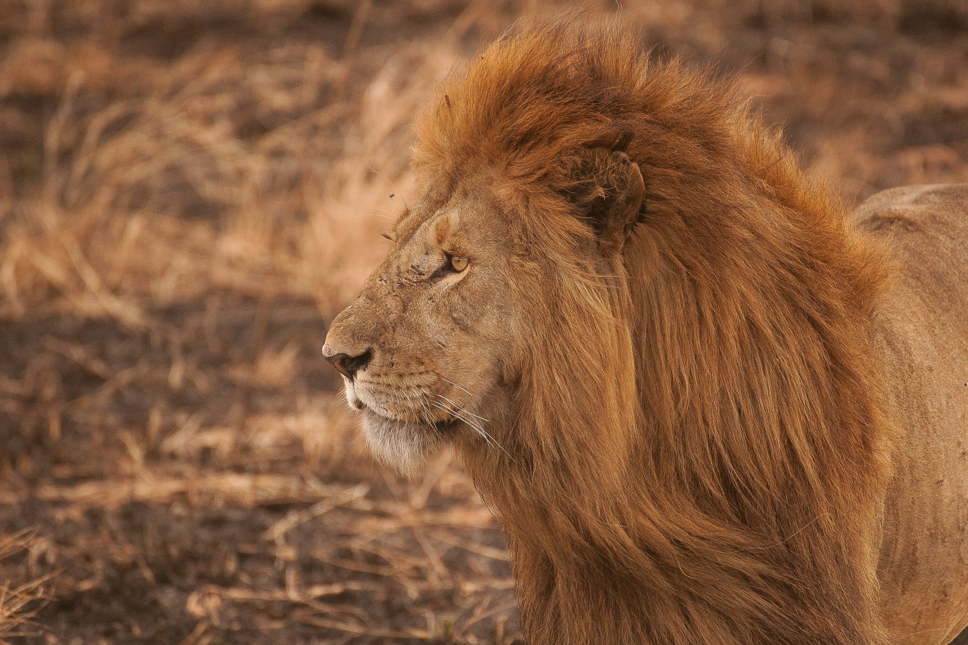 lion's mane
